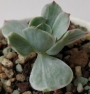 Ешеверия (Echeveria Mocha variegata)