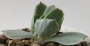 Ешеверия (Echeveria Mocha variegata)