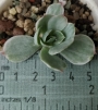Ешеверия (Echeveria Mocha variegata)