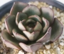 Ешеверия (Echeveria Moranii)