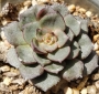 Ешеверия (Echeveria Moranii)