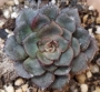 Ешеверия (Echeveria Moranii)