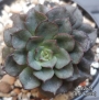 Ешеверия (Echeveria Moranii)