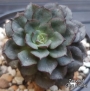 Ешеверия (Echeveria Moranii)