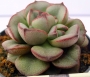 Ешеверия (Echeveria moranii)