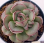 Ешеверия (Echeveria moranii)