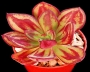 Ешеверия нодулоза (Echeveria nodulosa Painted Beauty)