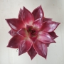 Ешеверия (Echeveria original red ebony)