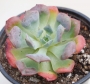 Ешеверия (Echeveria pagoda)