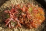 Ешеверия (Echeveria Pansy crested)