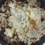 Ешеверия (Echeveria prolifica variegata)