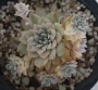 Ешеверия (Echeveria prolifica variegata)