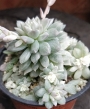 Ешеверия (Echeveria prolifica variegata)