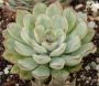 Ешеверия (Echeveria pulidonis)