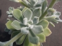 Ешеверия пулвината (Echeveria pulvinata Frosty)
