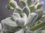 Ешеверия пулвината (Echeveria pulvinata Frosty)