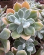 Ешеверия пулвината (Echeveria pulvinata Frosty)