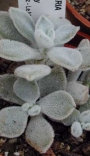 Ешеверия пулвината (Echeveria pulvinata Frosty)
