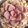Ешеверия (Echeveria Purple Rain)