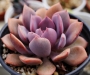 Ешеверия (Echeveria Purple Rain)