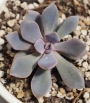 Ешеверия (Echeveria Purple Rain)