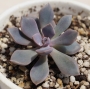 Ешеверия (Echeveria Purple Rain)