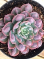 Ешеверия (Echeveria Raindrops)
