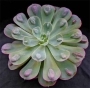 Ешеверия (Echeveria Raindrops)