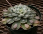 Ешеверия (Echeveria Raindrops)
