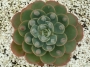 Ешеверия (Echeveria Raindrops)