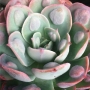 Ешеверия (Echeveria Raindrops)