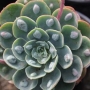 Ешеверия (Echeveria Raindrops)
