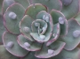 Ешеверия (Echeveria Raindrops)