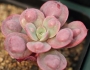 Ешеверия (Echeveria Raindrops)