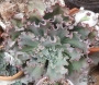 Ешеверия (Echeveria Ruffles A shaviana cultivar)