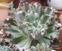 Ешеверия (Echeveria Ruffles A shaviana cultivar)