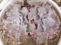 Ешеверия (Echeveria Ruffles A shaviana cultivar)