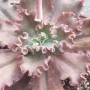 Ешеверия (Echeveria Ruffles A shaviana cultivar)