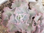 Ешеверия (Echeveria Ruffles A shaviana cultivar)