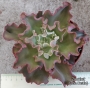 Ешеверия (Echeveria Ruffles A shaviana cultivar)