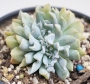 Ешеверия (Echeveria runyonii cv. Topsy Turvy crest)