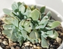 Ешеверия (Echeveria runyonii cv. Topsy Turvy crest)