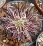 Ешеверия (Echeveria Sabre Wolf)