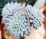 Ешеверия (Echeveria setosa var. deminuta cv. Rundelli)