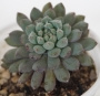 Ешеверия (Echeveria setosa var. deminuta cv. Rundelli)