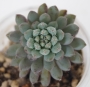 Ешеверия (Echeveria setosa var. deminuta cv. Rundelli)