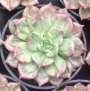 Ешеверия (Echeveria silverprinces)