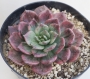 Ешеверия (Echeveria silverprinces)