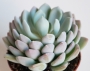 Ешеверия (Echeveria sp)