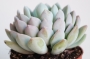 Ешеверия (Echeveria sp)